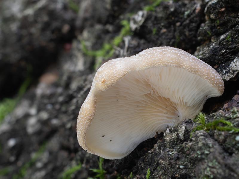 Hohenbuehelia wilhelmii